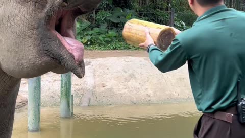 Elephant Breakfast