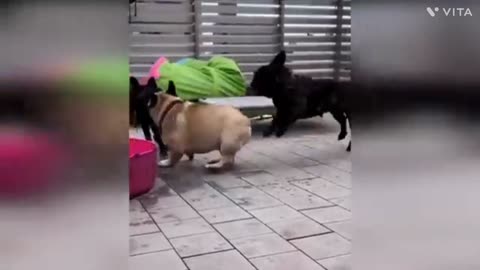 Cat viral video dog funny video 😂 watch now !