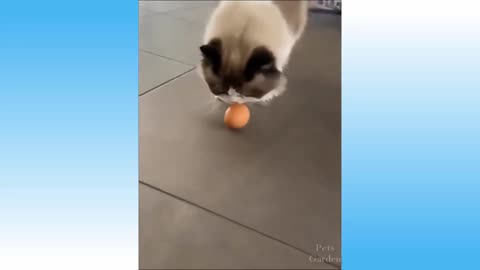 🤣 Funny 🐶 Dogs and 😻 Cats - Compilation 😇