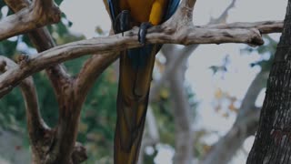 Macaw parrot