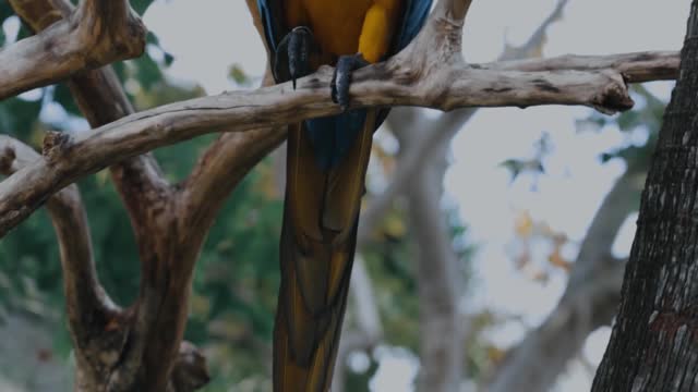 Macaw parrot