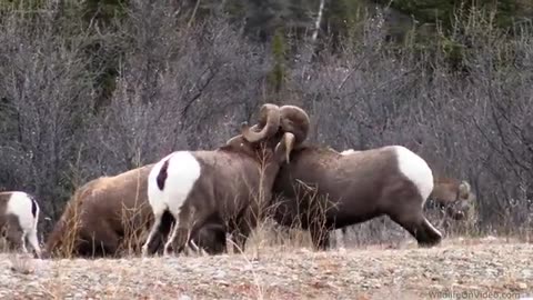 Bighoran sheep rup canada angry ram mating dance