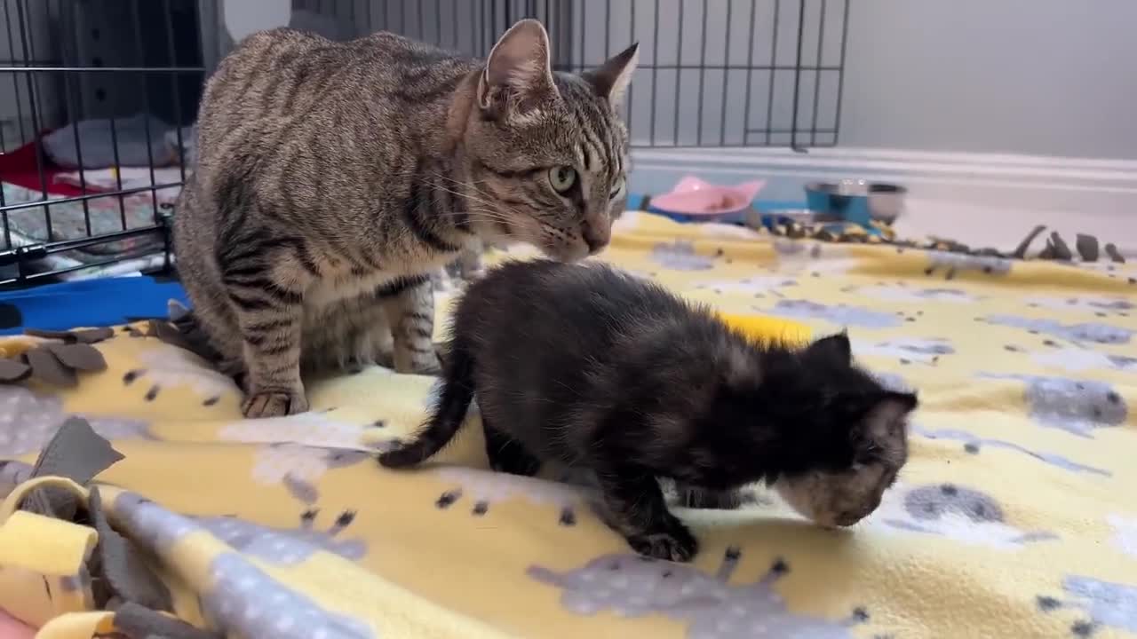 Mama Cat Reunited with Kittens After Weeks Apart