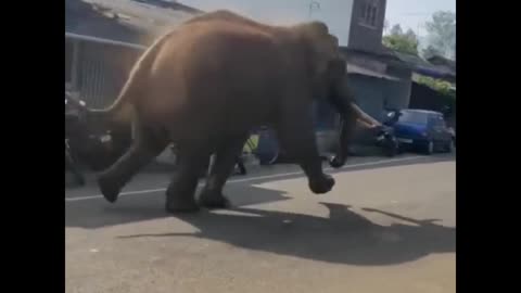 animal funny vedio 2024