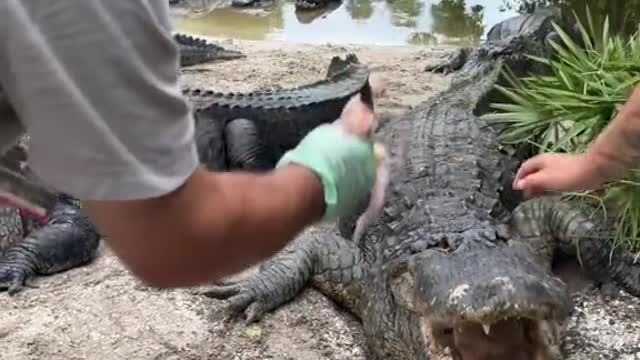 Happy gators live in Gator land 😁😁 look at that smile