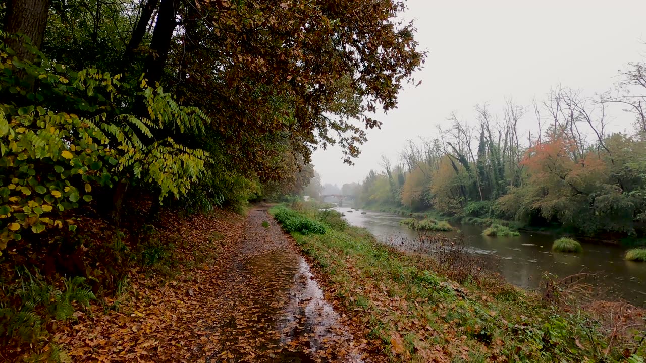 Immersion in Nature: High Forest Rainfall and Relaxing Sounds