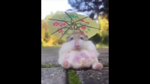 Fun of cute animals