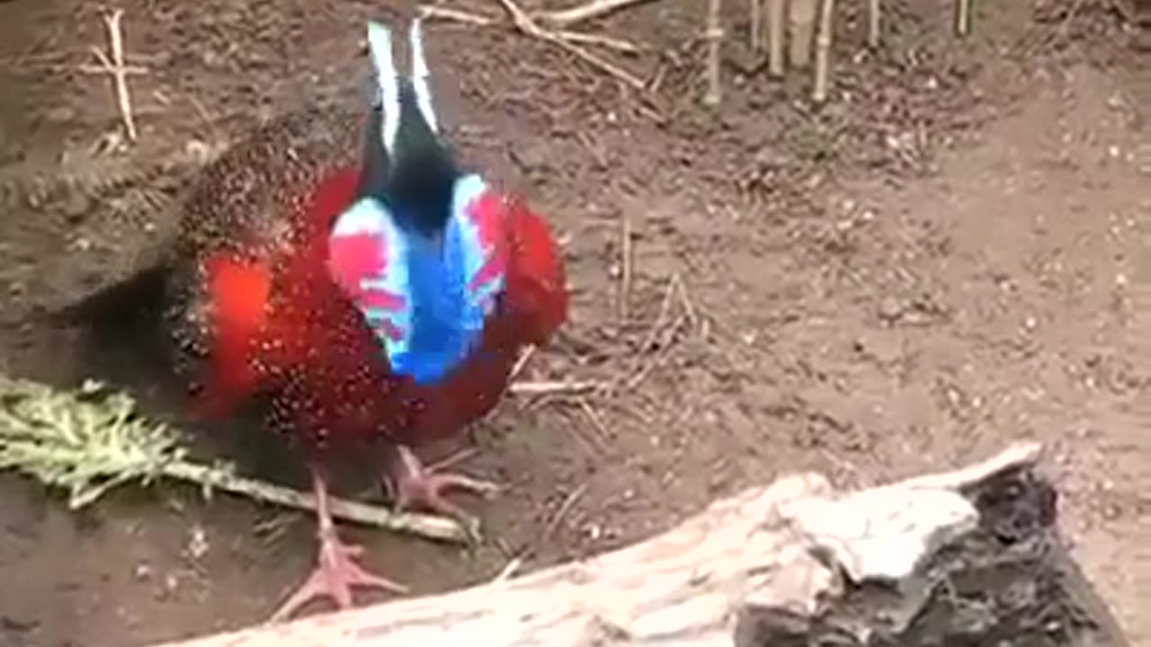 Amazing Bird