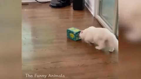 Funny animal Videos