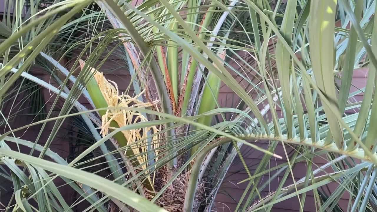 Oregon Pindo palm flowering early