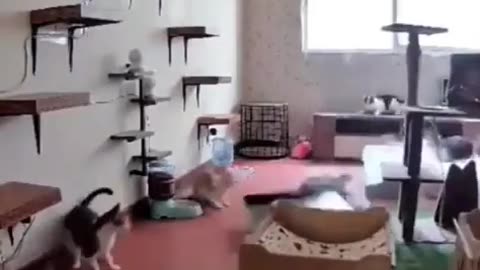 Cats completely flip out when one leaps to the flat screen