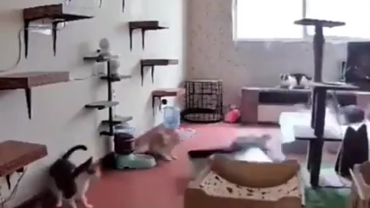 Cats completely flip out when one leaps to the flat screen