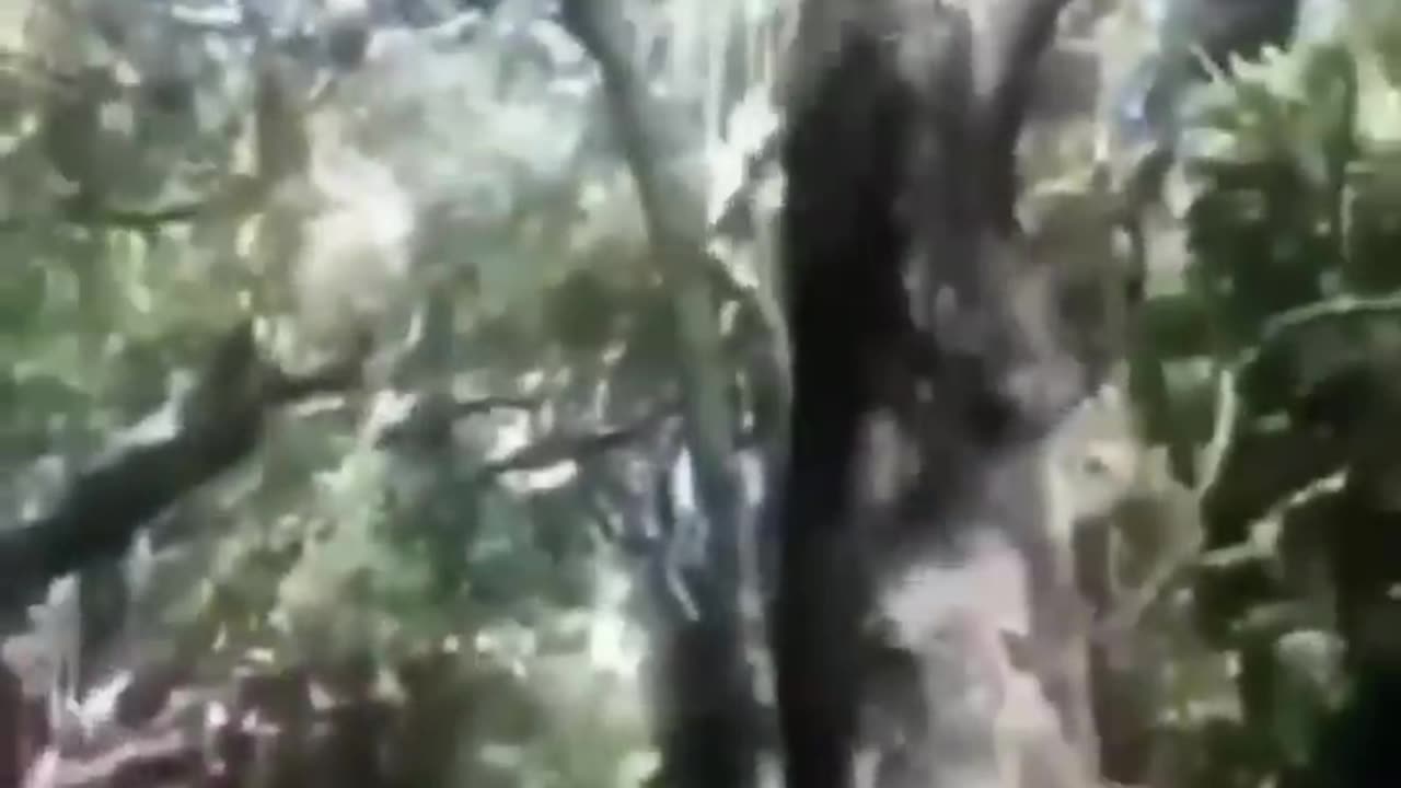 Monkey funny Video