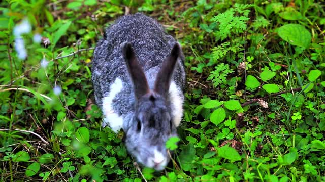 Tierwelt RABBIT 2