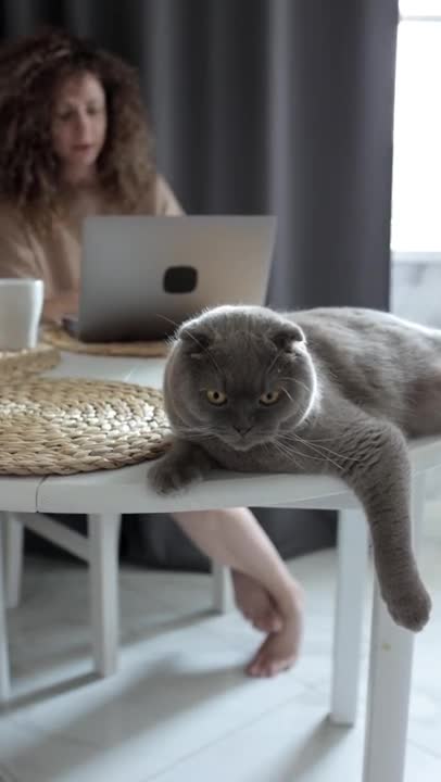 1.A Grey Cat Resting on the Table