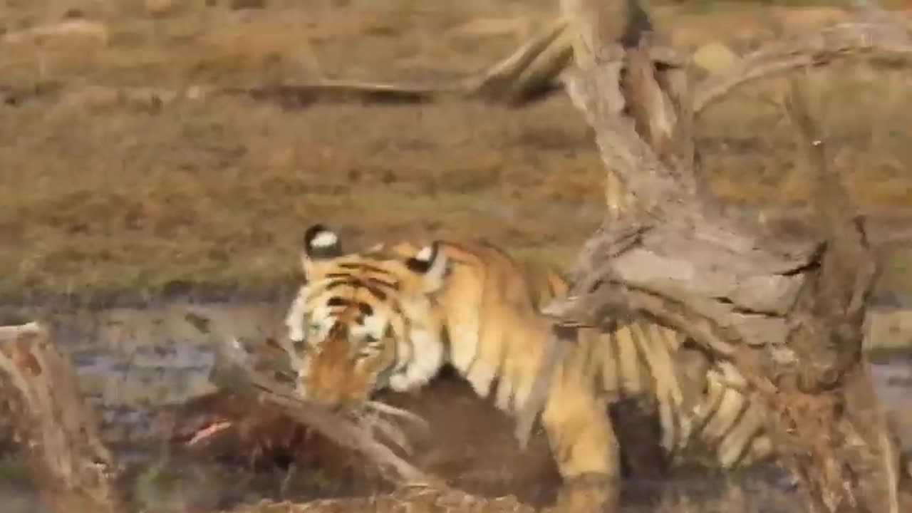 Tiger Attack || #short #viral #rumble