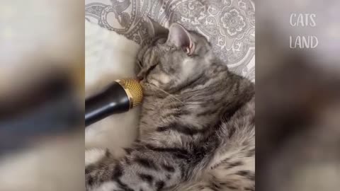 Collection of funny cat videos