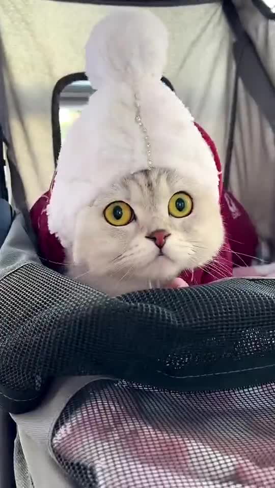 Cats very funny animal #shorts