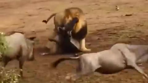 Lion attack || Lion hunting