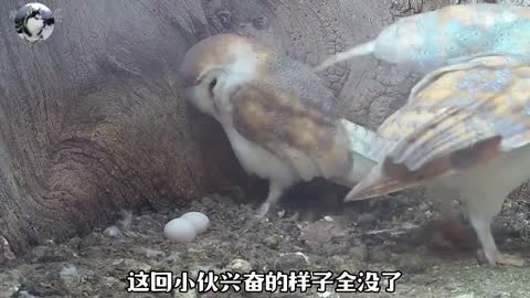 Owl laid one more egg, next door neighbor Lao Wang came