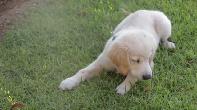 The best training dogs #short