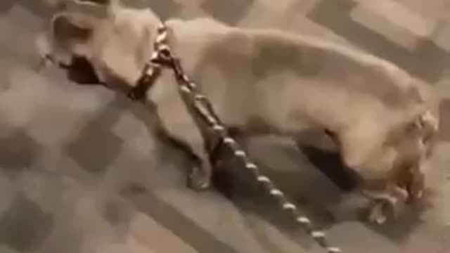 Funny Dog Videos 🤣🤣 It's time to RELAX with moment