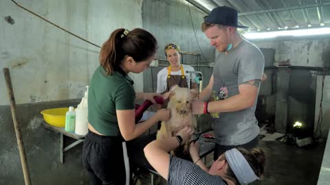 Volunteers are grooming the dog in pet shelter. People, Animals, Volunteering And Helping Concept