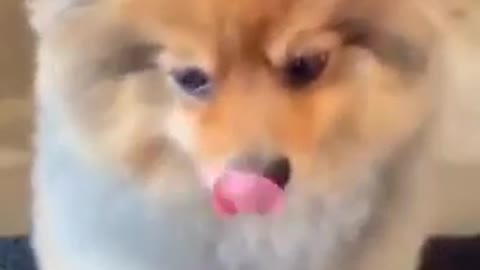 Funny Dog Video