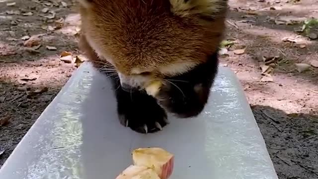 red pandas