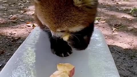 red pandas