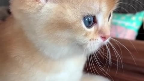 Little cute cat beautiful video