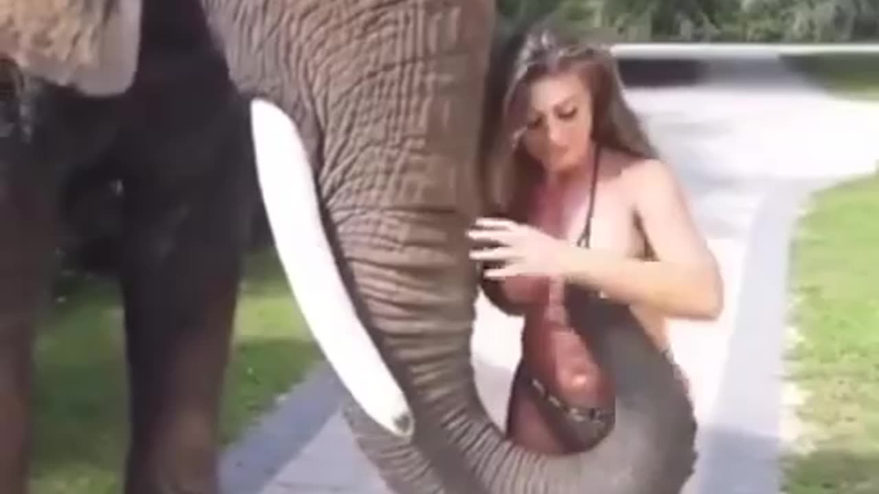 ELEPHANT PLAYING WITH HER OWNER GIRL