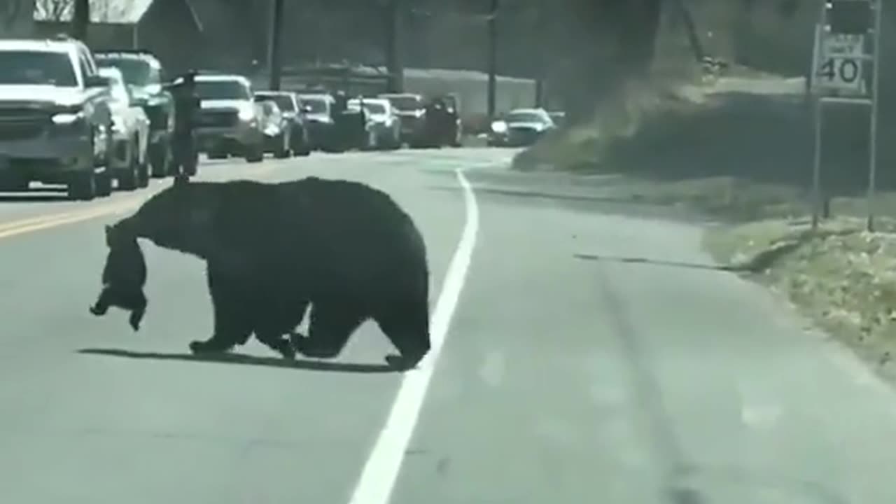 Funny Animals