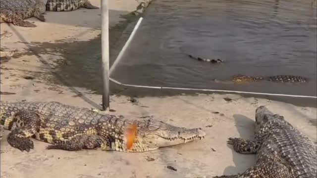 crocodile