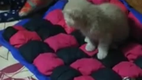 My cat plays on my bed and prevents me from sleeping
