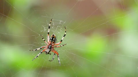 Arachinda spider