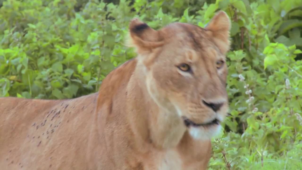 A female lion poses proudly