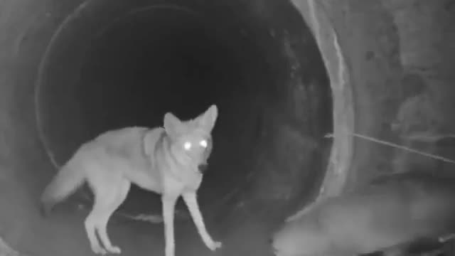 Coyote and badger traveling together through tunnel under a highway by