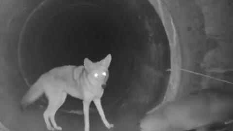 Coyote and badger traveling together through tunnel under a highway by