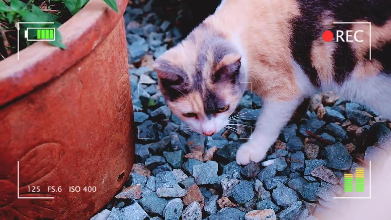 Beautiful and Cute Cats Kittens Playing Together so Funny | Viral Cat