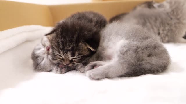 There's no way the brother cats would leave a kitten sleeping with such a cute face