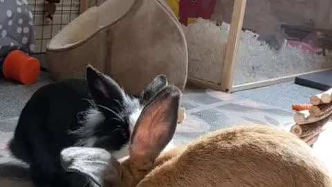 Bunny and cat share a sweet moment together