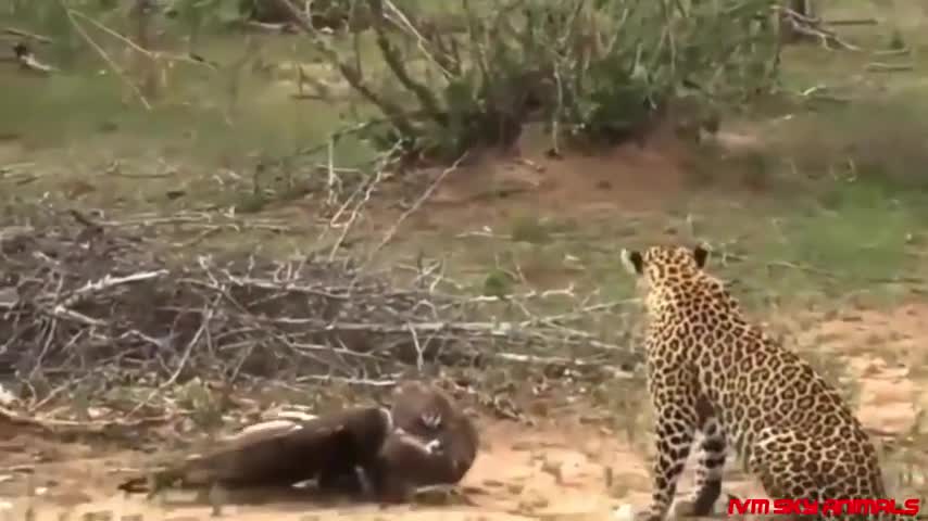 Eagle vs Leopard