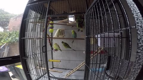 Budgie life part 2