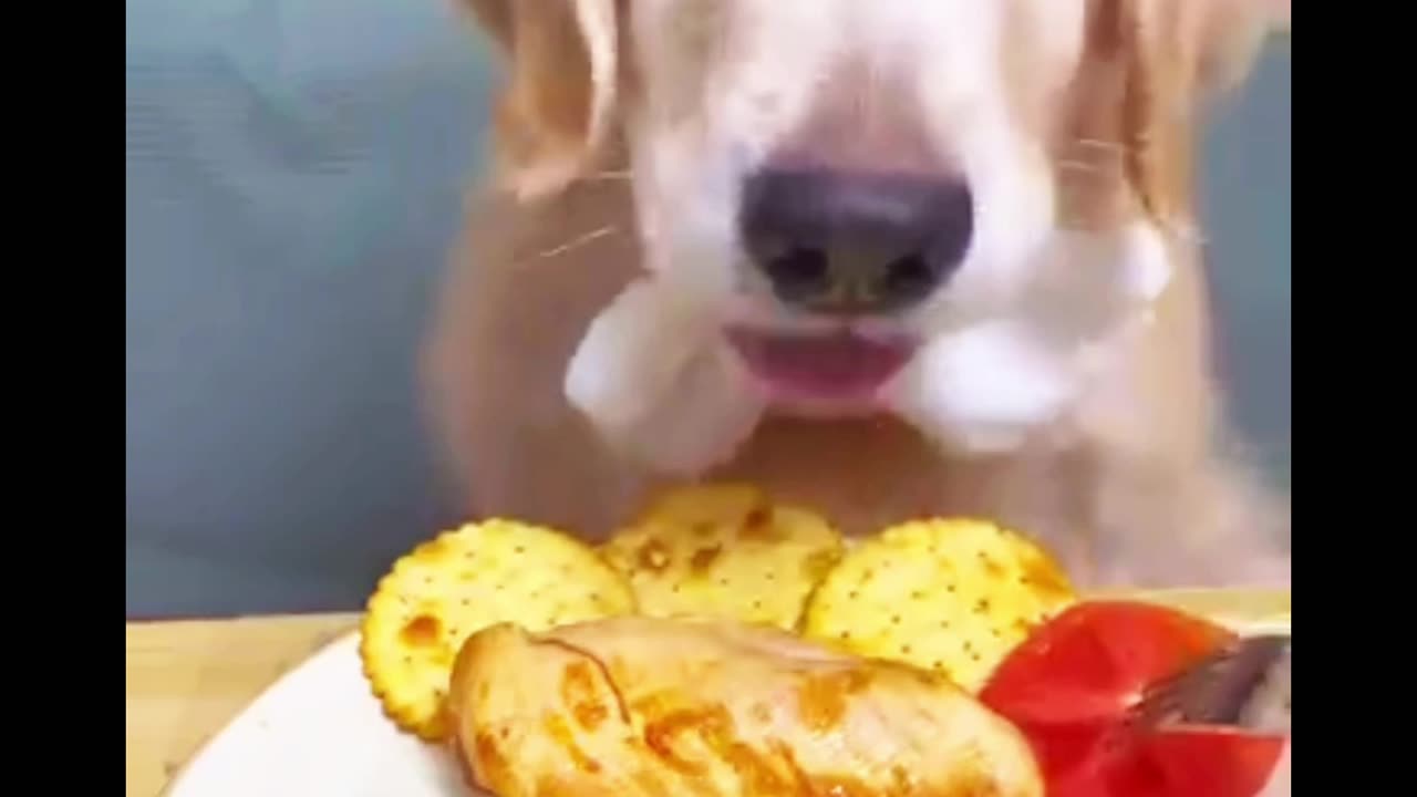 Wow so funny , # dog eating,# vegetable with chicken ,# funny dog.