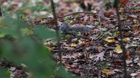 Beachfront B-roll - Squirrel (Royalty Free Footage)