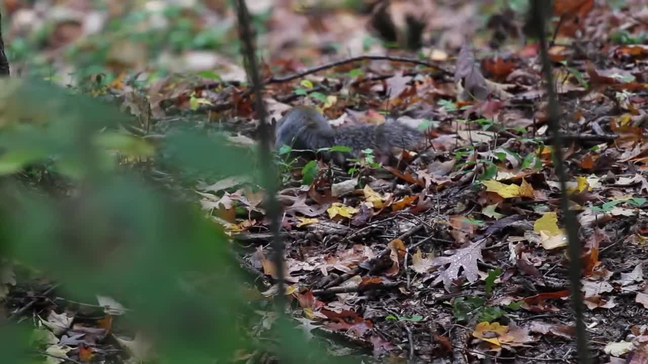 Beachfront B-roll - Squirrel (Royalty Free Footage)