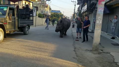 Wild rhino at city