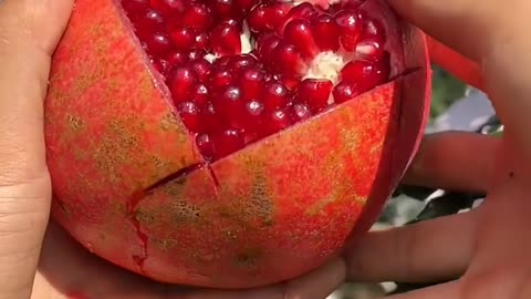 Beautiful pomegranate farm - Pomegranate cutting skills