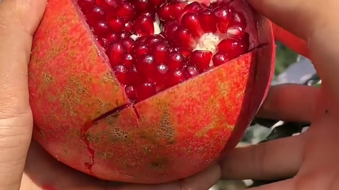 Beautiful pomegranate farm - Pomegranate cutting skills